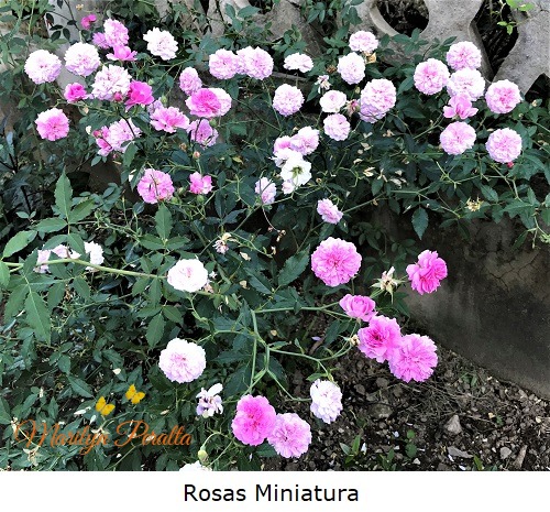 Rosas miniatura