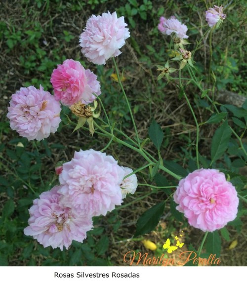 Rosas Silvestres Rosadas