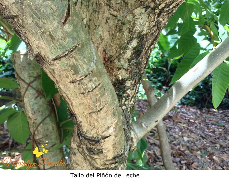 Piñón de Leche – Arboles y Flores en República Dominicana