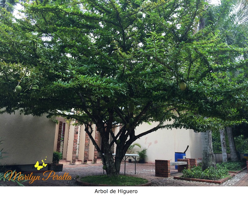 arbol-de-higuero