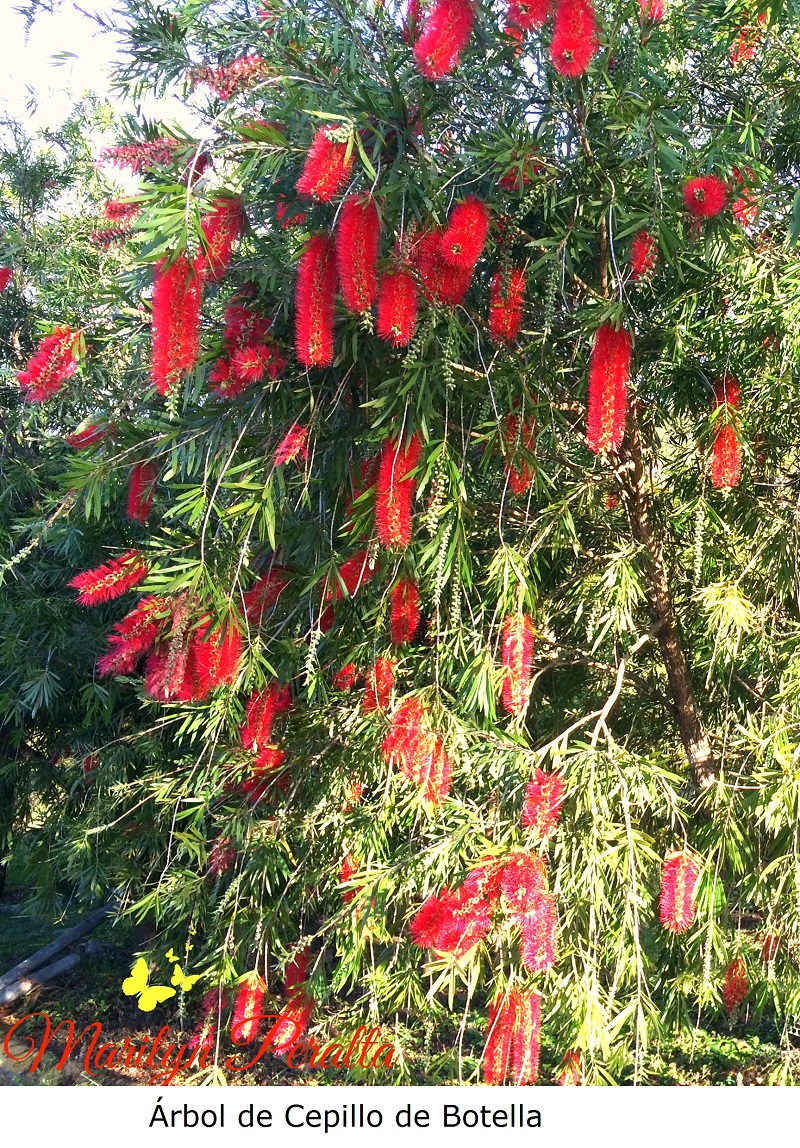 Árbol de Cepillo de Botella
