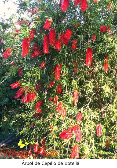 Árbol de Cepillo de Botella