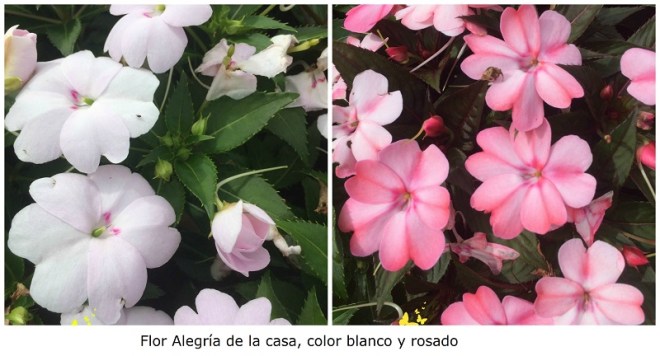 Flor Alegría de la Casa blanca y rosada