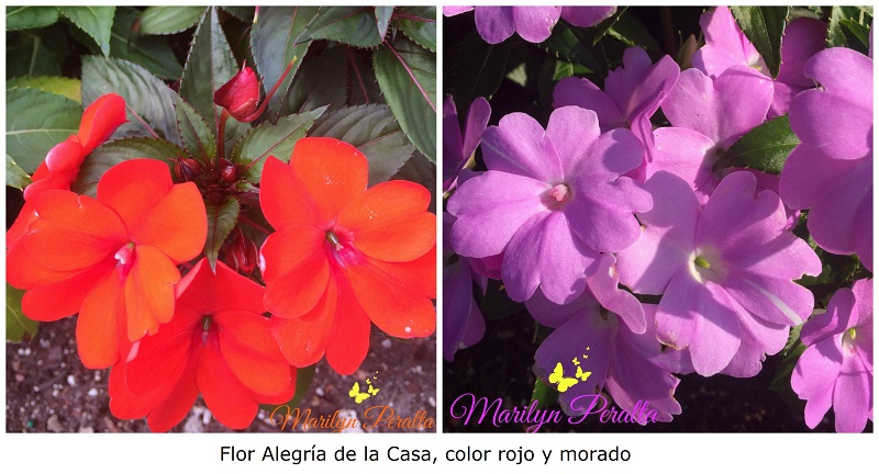 Flor Alegría de la Casa roja y morada
