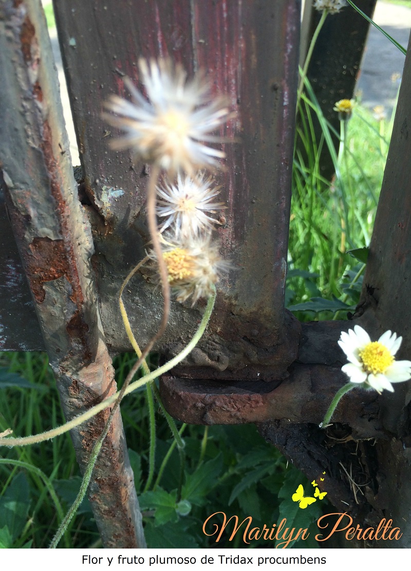 Flor y fruto con semillas de Tridax procumbens