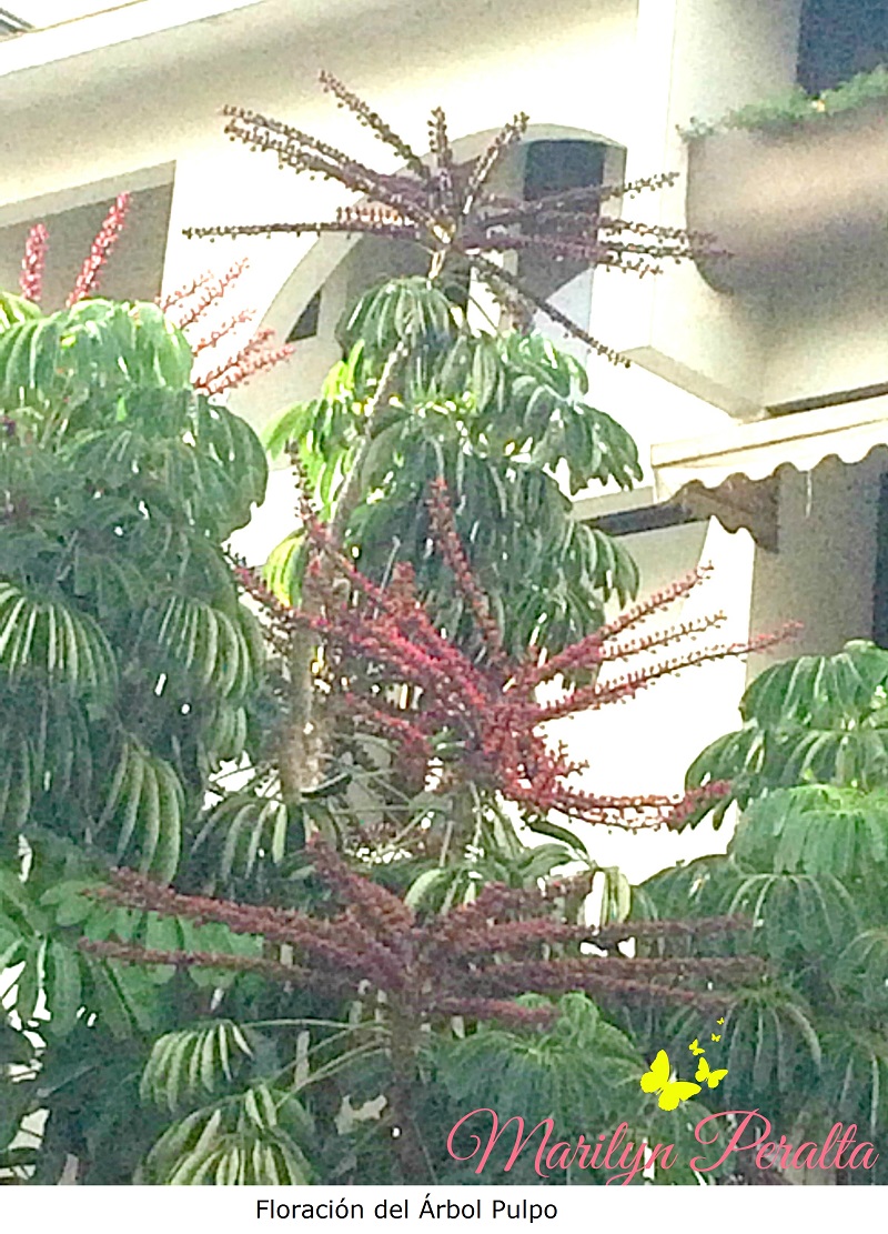 Floración del Árbol pulpo