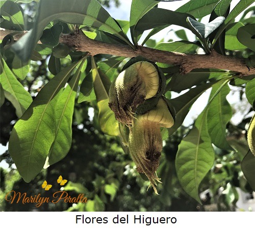 Flores del Higuero