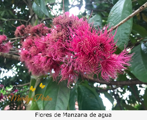 Flores manzana de agua 1