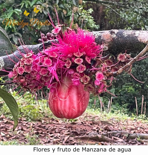 Flores y fruto Manzana de agua