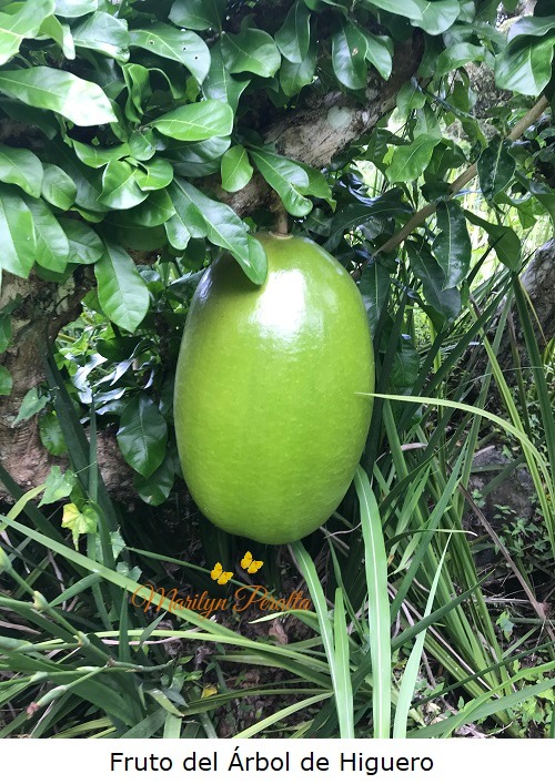Fruto del arbol de higuero
