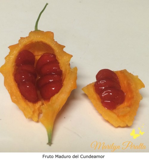 Fruto Maduro del Cundeamor