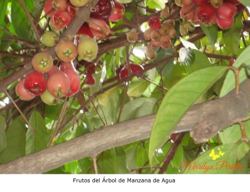 Frutos del Árbol de Manzana de agua