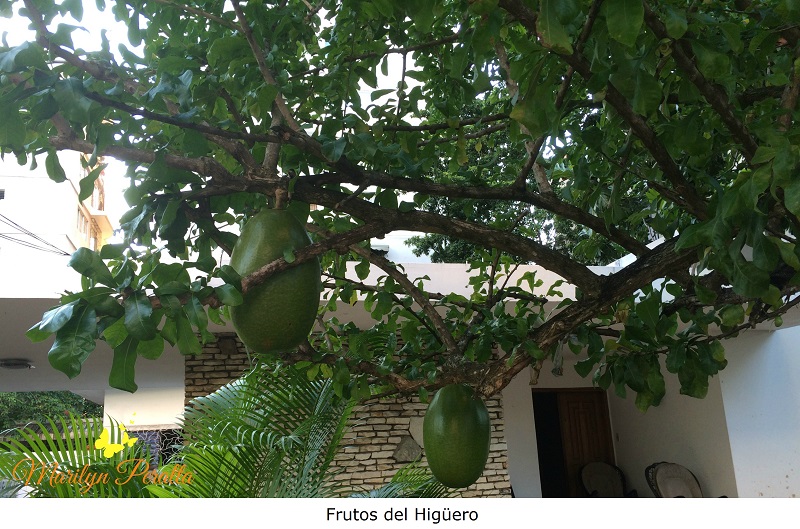 Frutos del Higuero