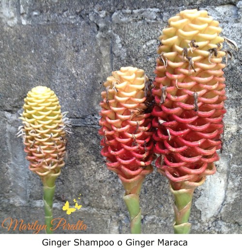 Ginger Shampoo o Ginger Maraca 1