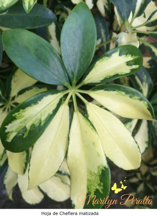 Hoja de Cheflera matizada