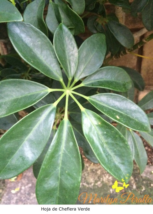 Hoja de Cheflera verde