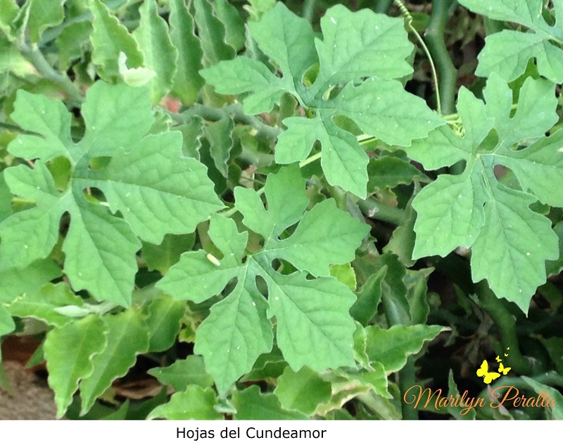 Hojas de Cundeamor