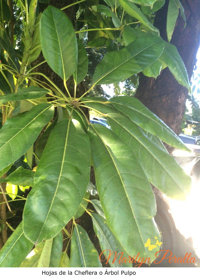 Hojas del Árbol Pulpo