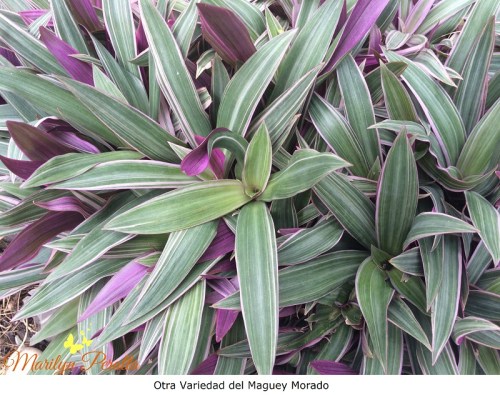 Otra Variedad del Maguey Morado