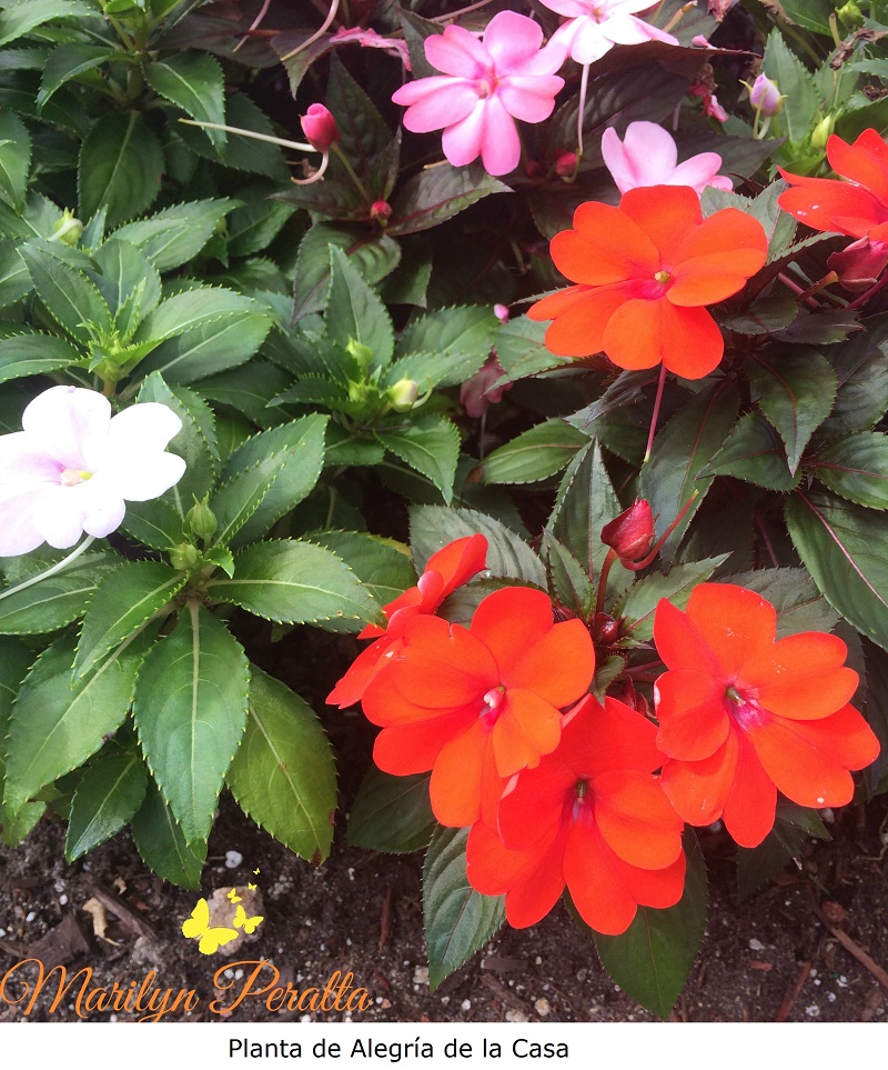 Planta de Alegría de la Casa