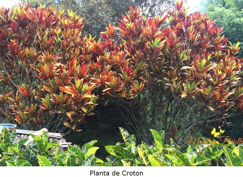 Planta de Croto