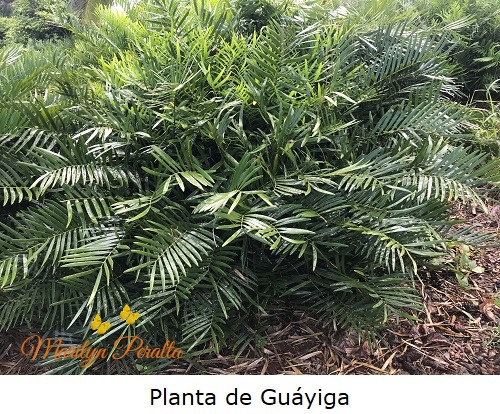 Planta de Guayiga