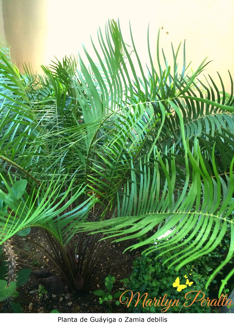 Planta de Guáyiga o Zamia debilis