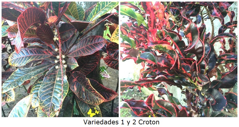 Variedades 1 y 2 Croton