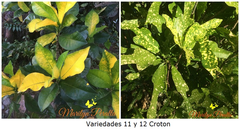Variedades 11 y 12 Croton