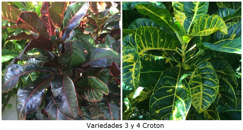 Variedades 3 y 4 Croton
