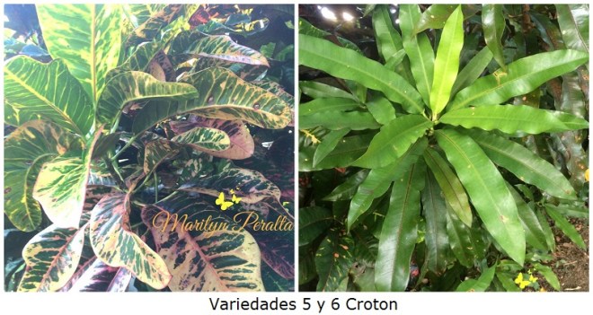 Variedades 5 y 6 Croton