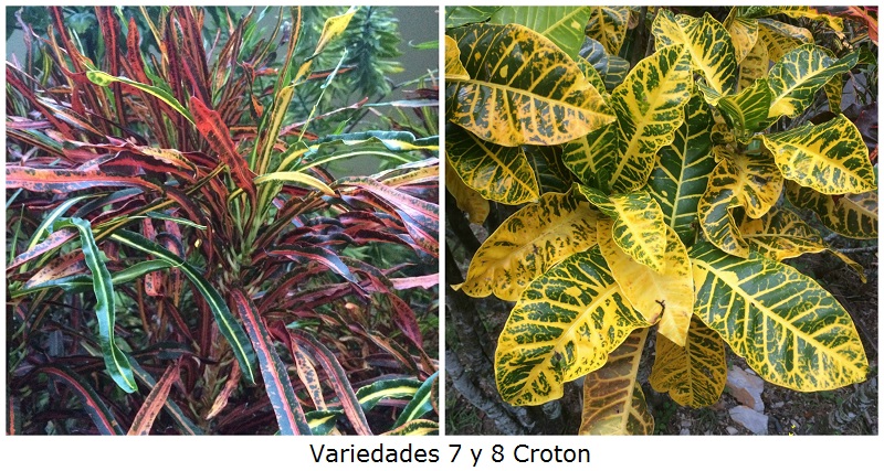 Variedades 7 y 8 Croton