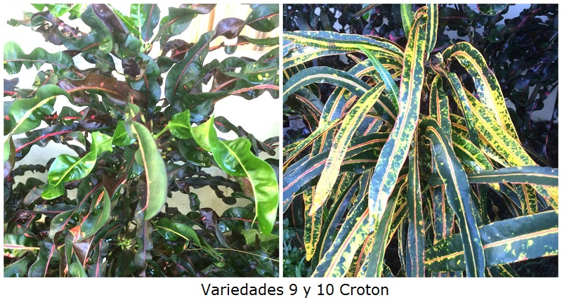Variedades 9 y 10 Croton
