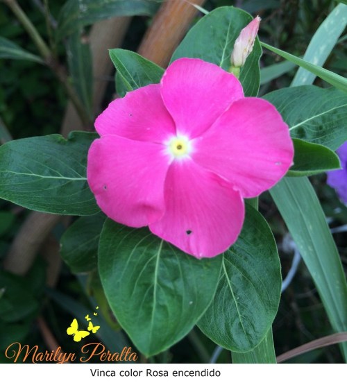 Vinca Rosa encendido