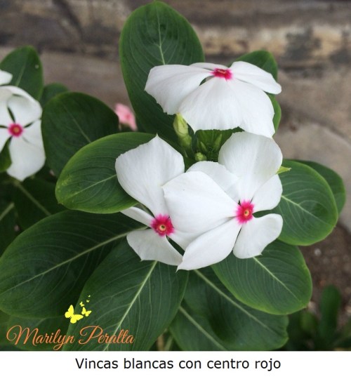 Vincas blancas con centro rojo