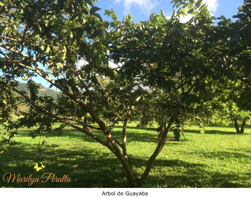 Arbol de Guayaba
