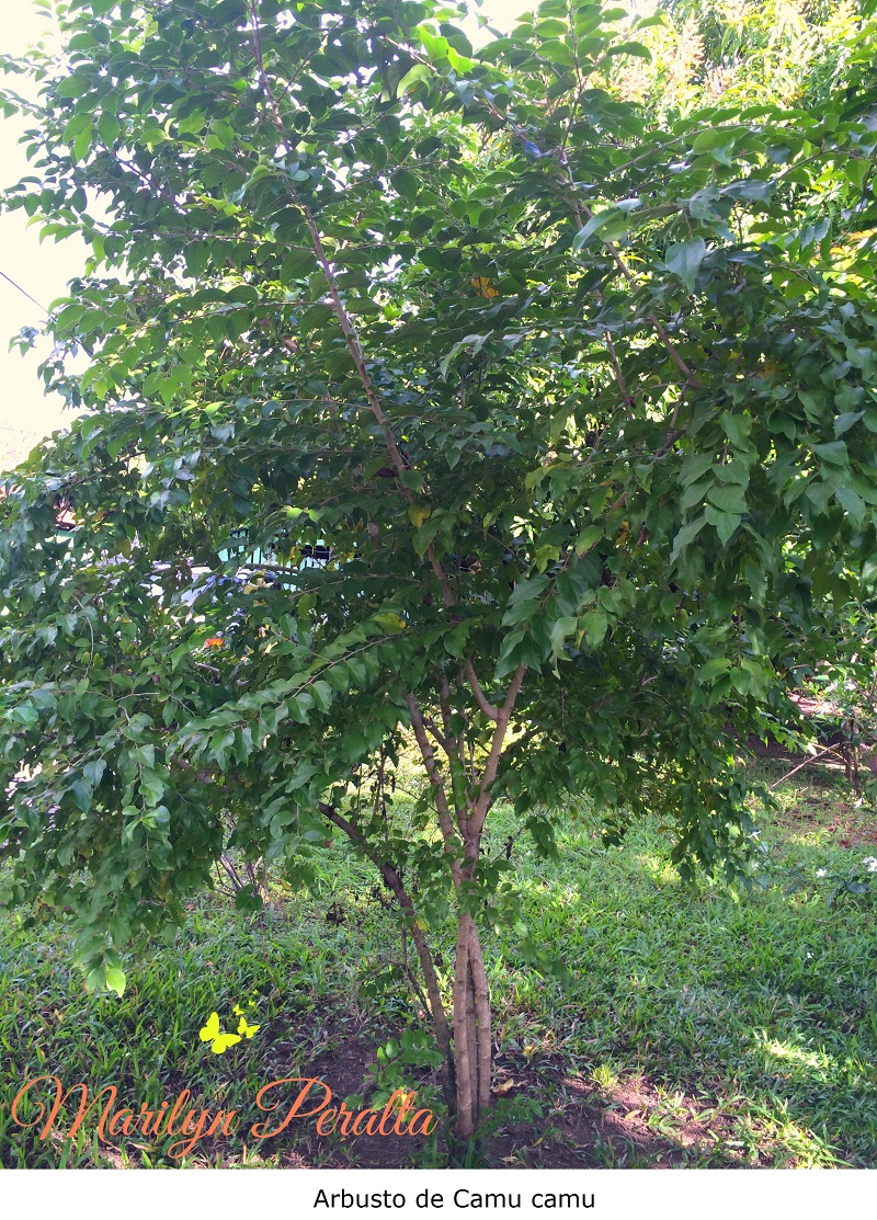 Arbusto de Camu camu