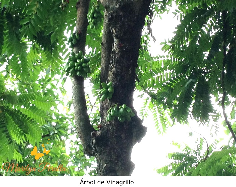 Árbol de Vinagrillo