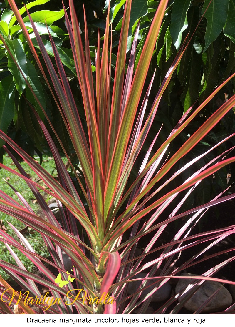 Dracaena marginata tricolor, hojas verde, blanca y roja