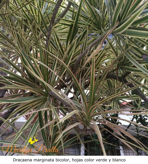 Dracaena marginata verde y blanca
