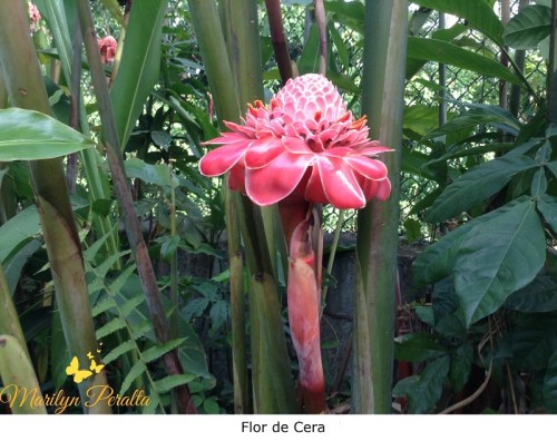 Flor de Cera