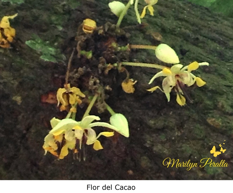 Flor del Cacao