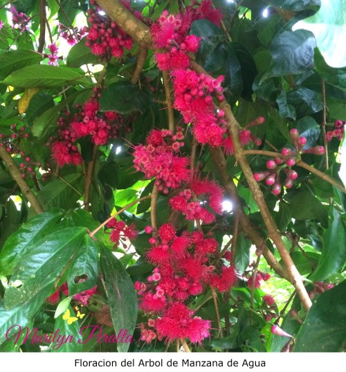 Floración del Arbol de Manzana de Agua