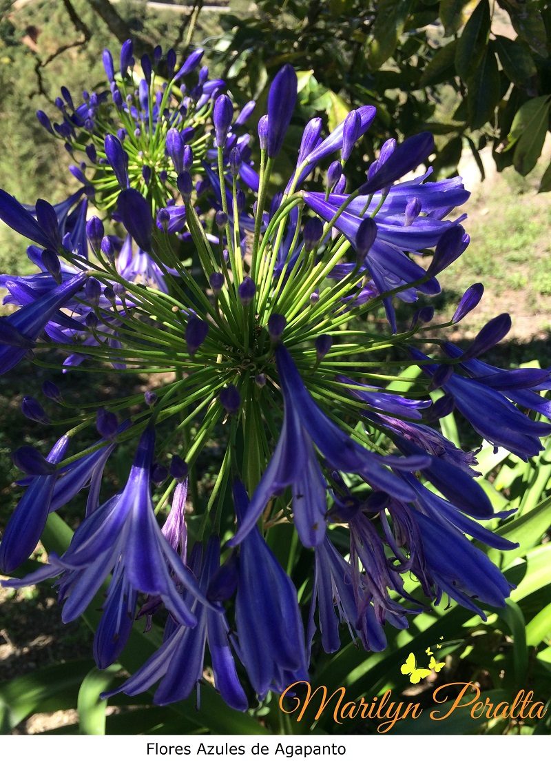 Flores Azules de Agapanto