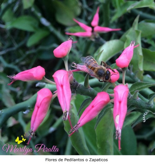 Flores de pedilantos