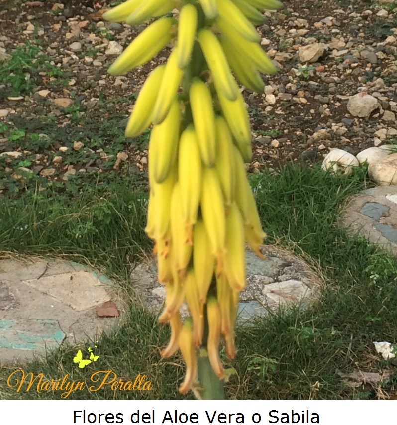 Flores del Aloe Vera o Sabila