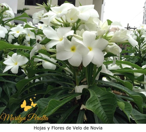 Flores Velo de novia 1