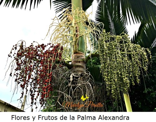 Flores y Frutos de la Palma Alexandra