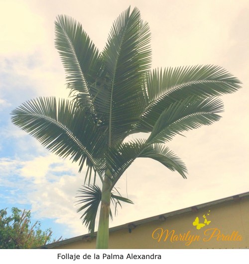 Follaje de la Palma Alexandra