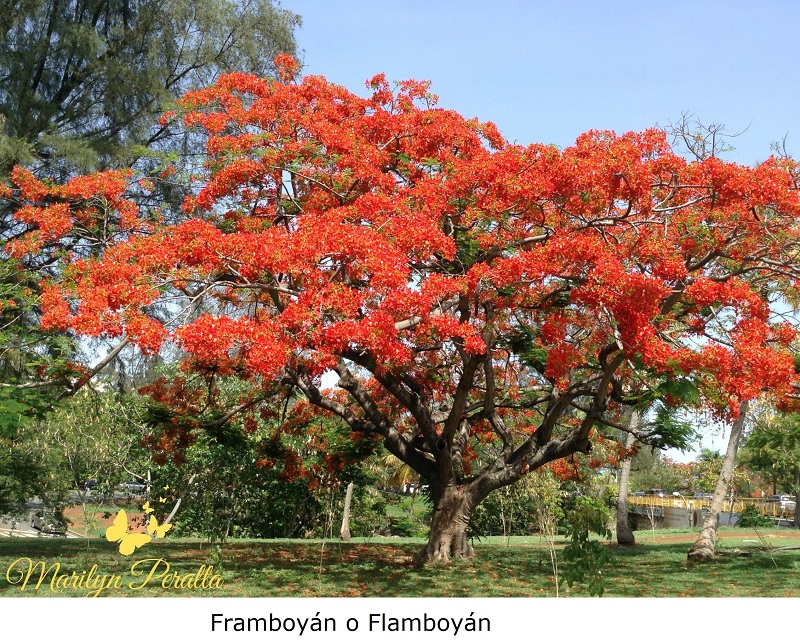 Framboyán o Flamboyán rojo o - Delonix regia